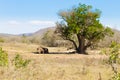 White rhinoceros sleeping under a tree, South Africa